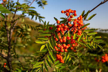 Rowan (Mountain-ash, Sorbus aucuparia) fruits. Carpathians, Poland.