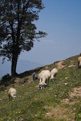 Fototapeta premium Flock grazing at high altitude hilly grassland area of himachal pradesh