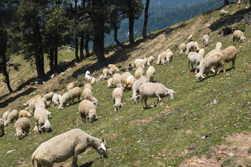 Group of sheep grazing in beautiful green hilly grassland