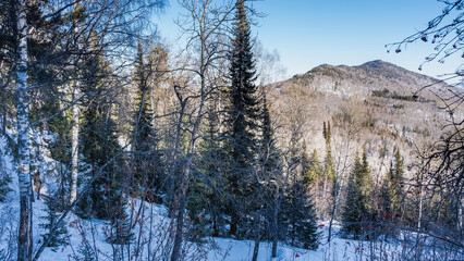 A forest of birch and spruce grows on the snow-covered hillside. A mountain against a clear blue sky. A sunny winter day. Altai