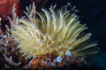Fototapeta na wymiar Yellow coral looks like feathers, close up
