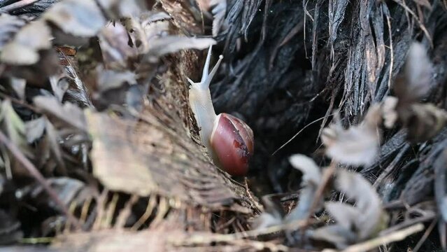 a snail is walking on an empty bunch of oil palm fruit 