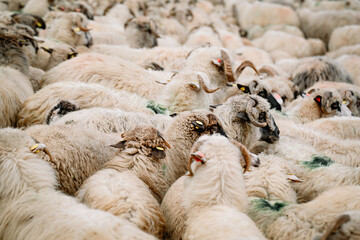Flock of sheep