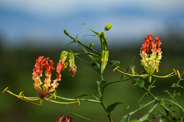 Flame lily