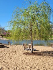 tree on the beach with wooden chairs
