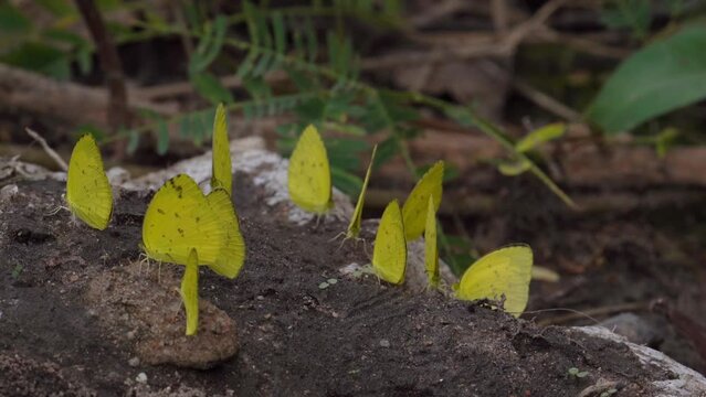 Eurema Hecabe - Common Grass Yellow Butterflies Sitting And Flying