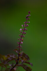 caterpillar on a leaf