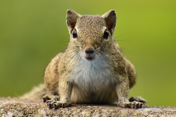 squirrel