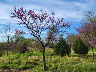 purple redbud tree in garden