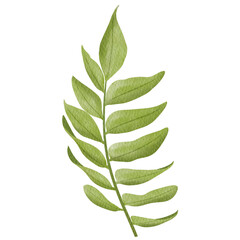 PNG. Watercolor fern leaves.