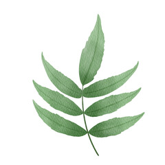 PNG. Watercolor fern leaves.