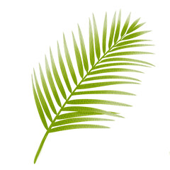 PNG. Watercolor fern leaves.