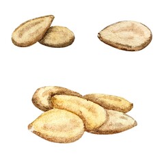 Pumpkin seeds watercolor illustration. Thanksgiving. Halloween.