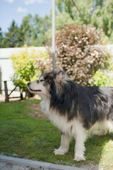 Big dog malamute at home in the garden