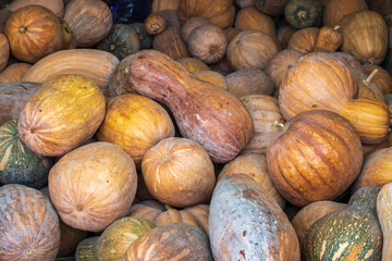 Closeup view of a pile of fresh and healthy orange and green pumpkins or winter squash of various...