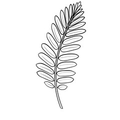 Black Doodle Leaf organic line art. Fern leaves.