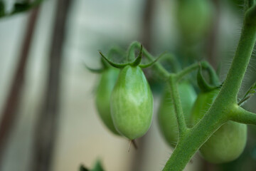 the growing tomatoes that is not yet ripe