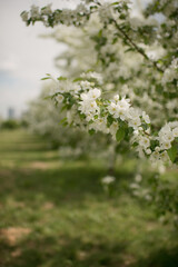 Blooming apple blossoms on a tree on a sunny day