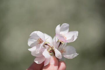 Naklejka na ściany i meble Apple blossoms in the hand of an unrecognizable child