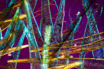 Abstract micrograph of peat moss leaves, with polarization.