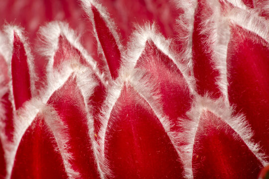 Closeup of hairy red bracts of a protea flower.