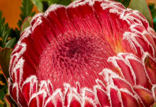 Red protea flower with tepals enclosing anthers that make pollen.
