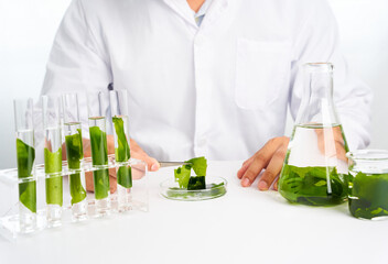 Asian scientist with science research biology with seaweed or kelp in the laboratory on white background                                                          © boommaval