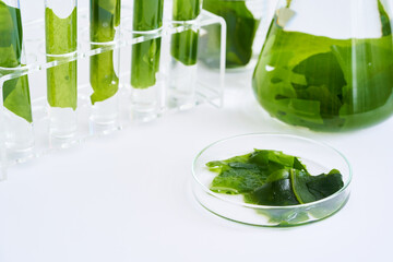 concept of science research biology with seaweed or kelp in the laboratory on white background