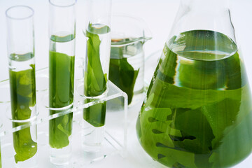 concept of science research biology with seaweed or kelp in the laboratory on white background © boommaval