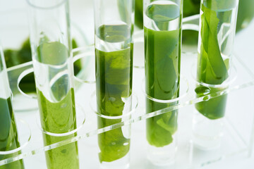 concept of science research biology with seaweed or kelp in the laboratory on white background