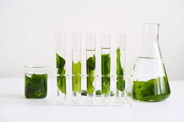 concept of science research biology with seaweed or kelp in the laboratory on white background