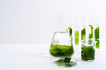 concept of science research biology with seaweed or kelp in the laboratory on white background - obrazy, fototapety, plakaty