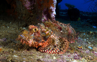 A Bearded Scorpionfish on a wreck Boracay Island Philippines