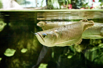 Aravan or light aravan Osteoglossum bicirrhosum is a tropical freshwater fish from the Aravan family of the order Aravaniformes