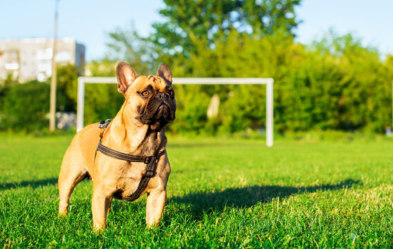 The dog is a French bulldog. The dog is sitting on a background of blurred green grass and houses. Yellow French bulldog with a black muzzle. The photo is blurred.
