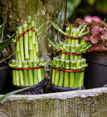 Java, Indonesia, June 13, 2022 - Baby bamboo shoots used for decoration after being planted.