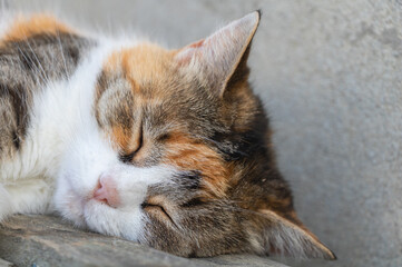 Close up of a Cute cat sleeping - adorable cat with brown and white fur