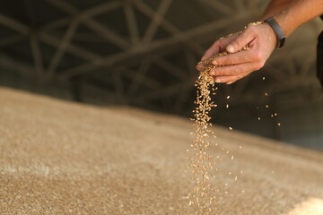Man holding grains of wheat