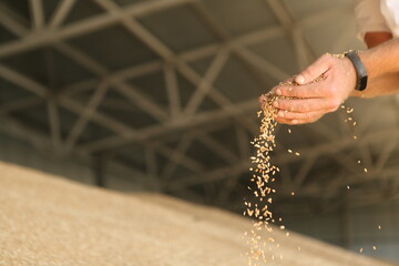 Man holding grains of wheat