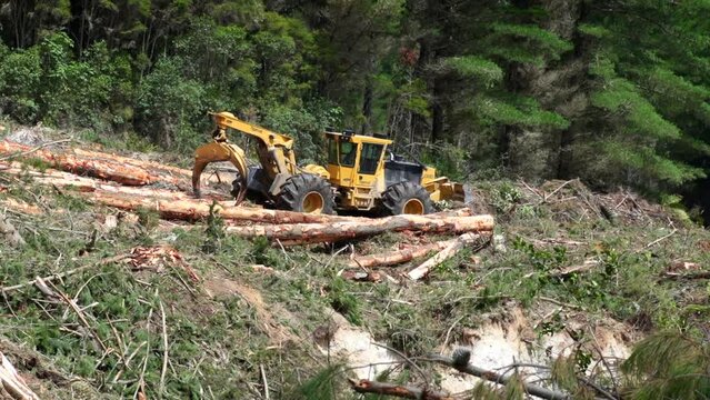 Heavy machine forest skidder sorting large logs with hydraulic claw, clearcutting industry