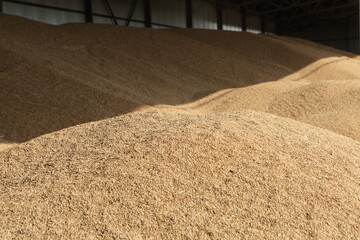 Flat type grain silo filled with weed seeds, covered structure to protect against rain, crop harvest season © Pretti