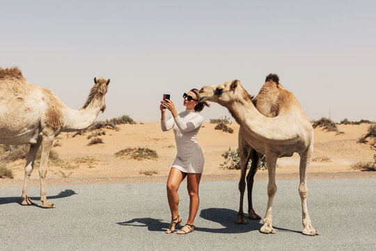 A happy beautiful girl, smiling, takes a selfie with a camel by the road during a trip to the desert, Dubai, UAE