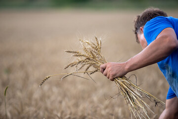 Fototapeta na wymiar Male hands hold wheat, field.