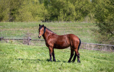 The horse is bay red-brown with black legs, mane and tail.