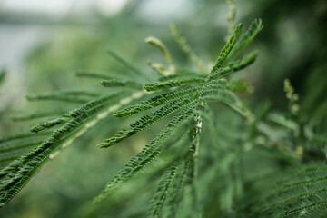 Close up macro of green pine tree leaf