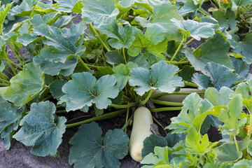 Flowering bush of vegetable marrow with yellow fruits on field