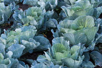 Fototapeta na wymiar Field of young unripe white cabbage during forming cabbage heads