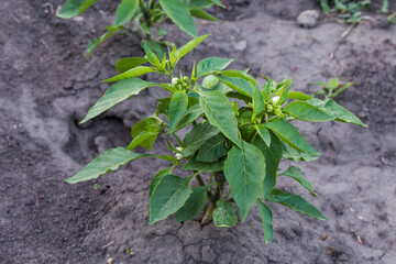 Blooming bell pepper plant on the field