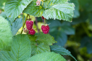 Ripe berries of the raspberry on a branch