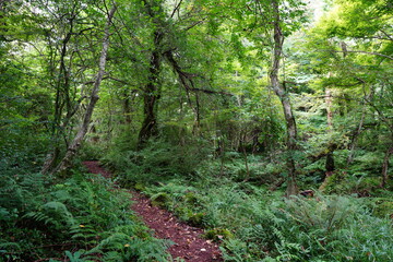 Fototapeta na wymiar fine path through thick wild forest